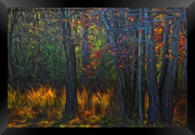 Colors Of November Framed Print by Tom York