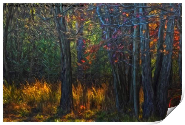Colors Of November Print by Tom York