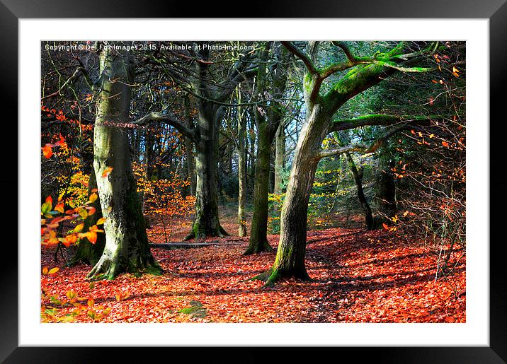  autumn walk Framed Mounted Print by Derrick Fox Lomax