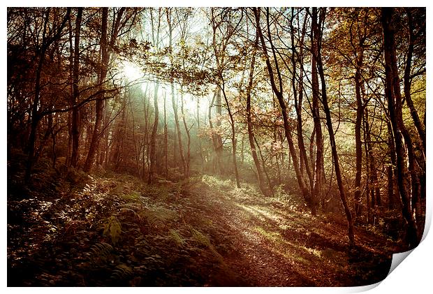  Sunlight on the woodland path Print by Andrew Kearton