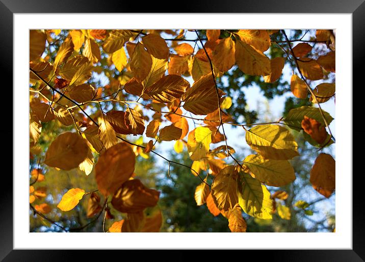 Autumn Leaves  Framed Mounted Print by Jacqi Elmslie