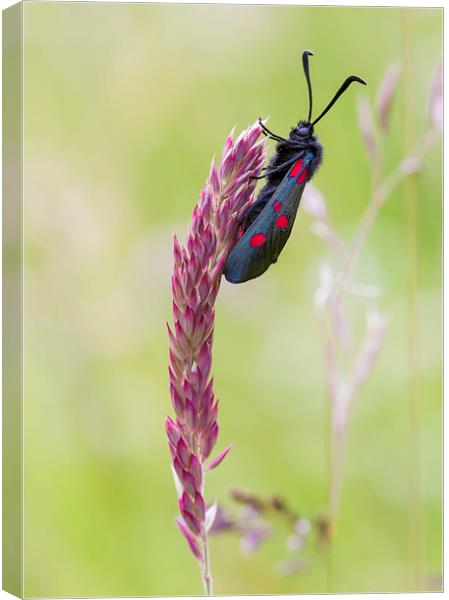 5-spot Burnet Canvas Print by chris smith