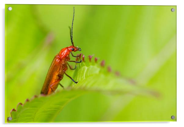 Beetle (Rhagonycha fulva) Acrylic by chris smith