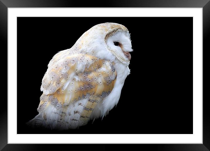 Barn owl (Tyto alba) Framed Mounted Print by chris smith