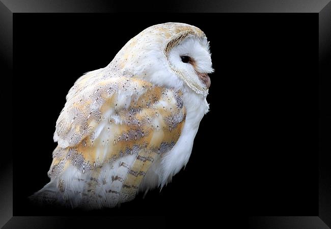 Barn owl (Tyto alba) Framed Print by chris smith