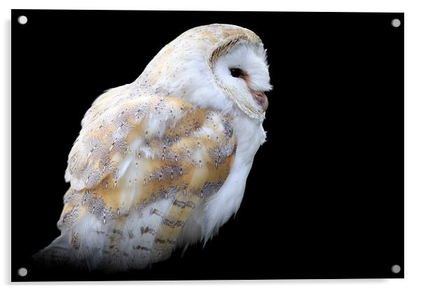 Barn owl (Tyto alba) Acrylic by chris smith