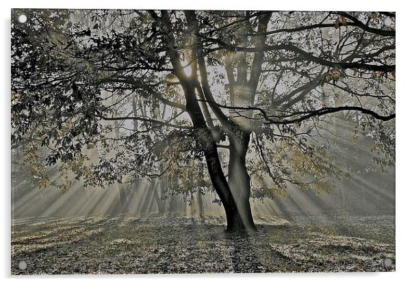  Autumn into Winter Sun Rays Acrylic by Sue Bottomley