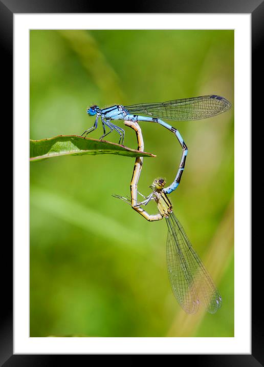 Common Blue Damselflies. Framed Mounted Print by chris smith