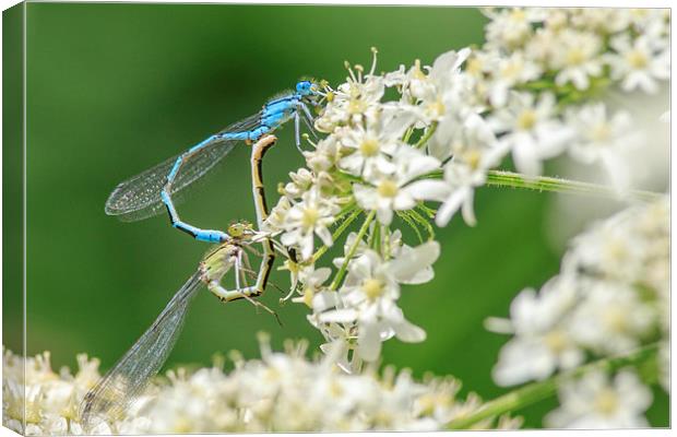 Damselflies mating. Canvas Print by chris smith