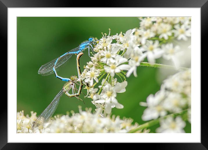 Damselflies mating. Framed Mounted Print by chris smith