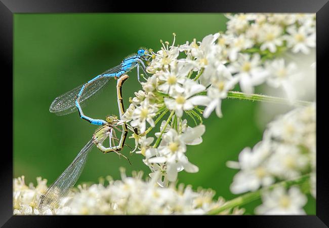 Damselflies mating. Framed Print by chris smith