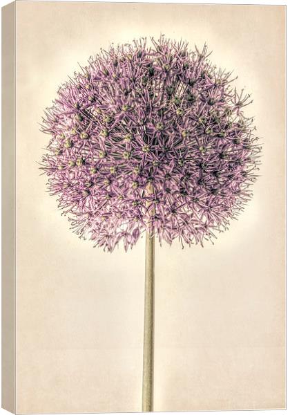 Allium Alone Canvas Print by John Edwards