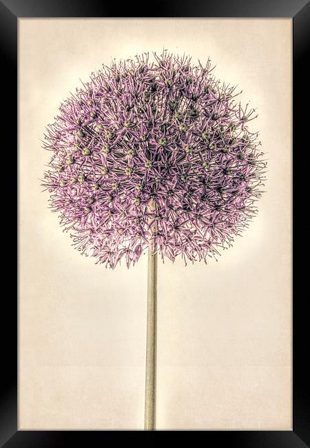 Allium Alone Framed Print by John Edwards