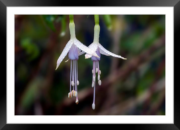  fuchsia Framed Mounted Print by Kelvin Rumsby