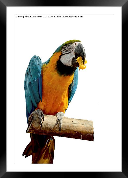  Beautiful Blue & Gold Macaw Framed Mounted Print by Frank Irwin