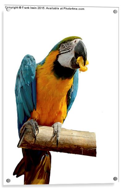  Beautiful Blue & Gold Macaw Acrylic by Frank Irwin