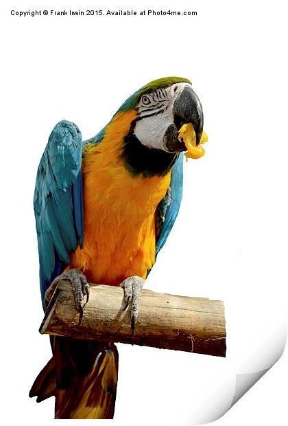  Beautiful Blue & Gold Macaw Print by Frank Irwin