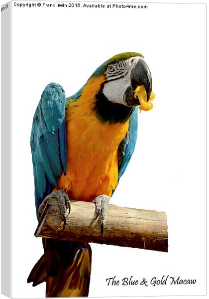 Beautiful Blue & Gold Macaw Canvas Print by Frank Irwin