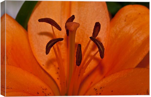 Lilly pollen Canvas Print by Peter West