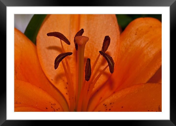Lilly pollen Framed Mounted Print by Peter West
