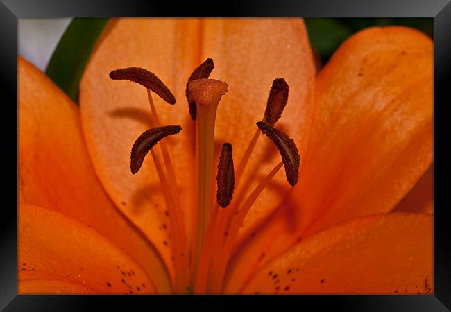 Lilly pollen Framed Print by Peter West