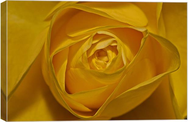 Yellow Rose Canvas Print by Peter West