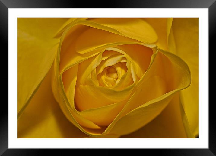 Yellow Rose Framed Mounted Print by Peter West