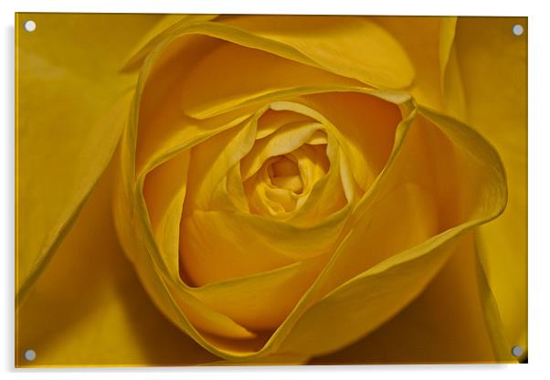 Yellow Rose Acrylic by Peter West