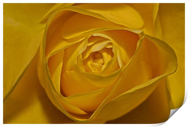 Yellow Rose Print by Peter West