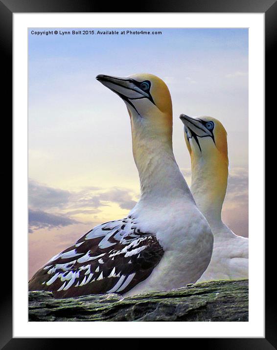  Two Gannets Framed Mounted Print by Lynn Bolt