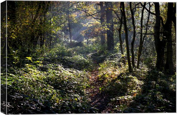  Path through an autumn woodland Canvas Print by Andrew Kearton