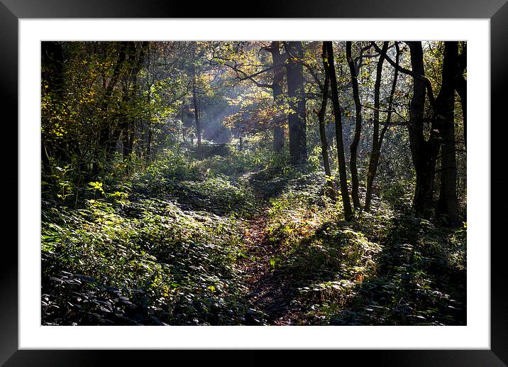  Path through an autumn woodland Framed Mounted Print by Andrew Kearton