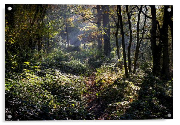  Path through an autumn woodland Acrylic by Andrew Kearton