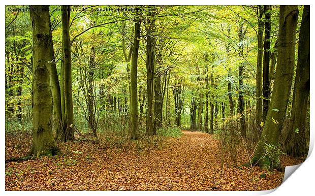  Forest Walk Print by Linda Corcoran LRPS CPAGB