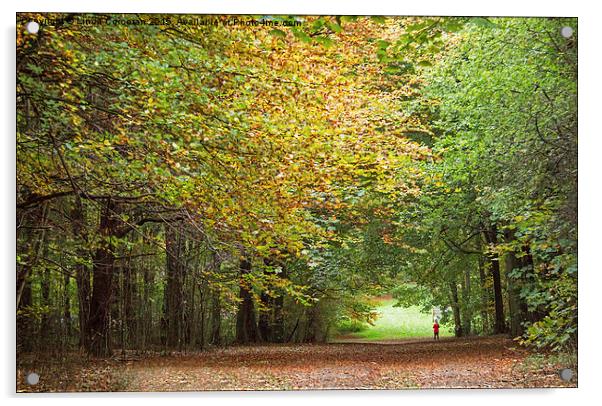 Woodland Walk Acrylic by Linda Corcoran LRPS CPAGB