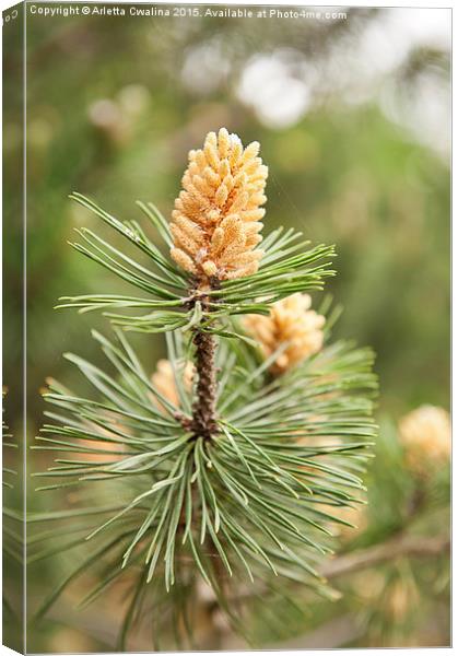 Pinus Mugo pine blooming macro Canvas Print by Arletta Cwalina