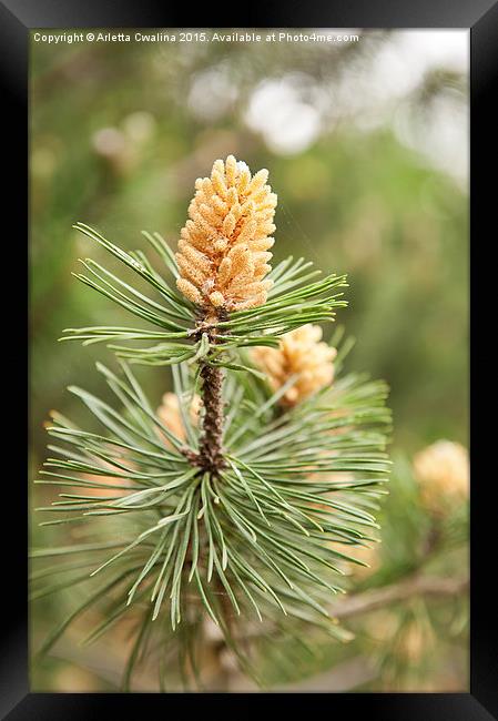 Pinus Mugo pine blooming macro Framed Print by Arletta Cwalina