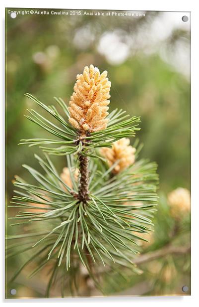 Pinus Mugo pine blooming macro Acrylic by Arletta Cwalina
