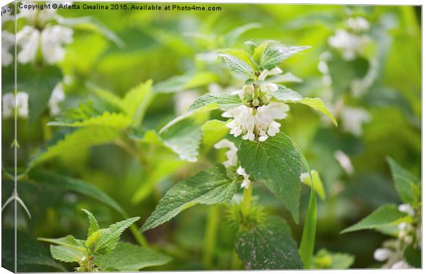 Lamium album white flowers macro Canvas Print by Arletta Cwalina