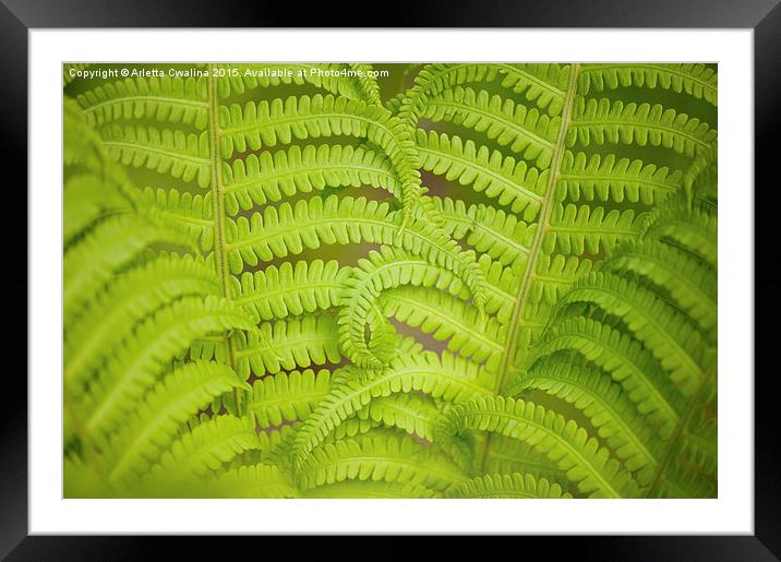 Swirled fern green foliage Framed Mounted Print by Arletta Cwalina