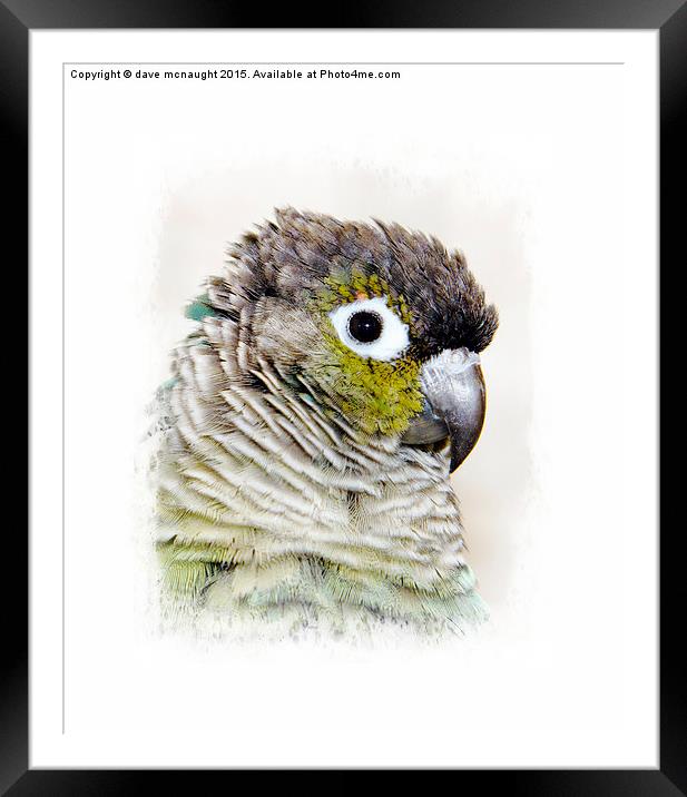  Greencheek Conure Framed Mounted Print by dave mcnaught