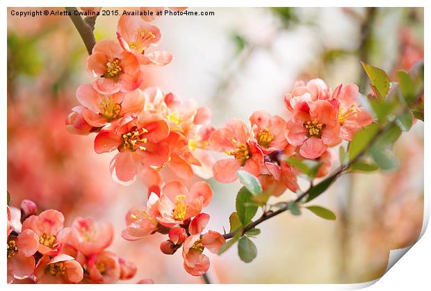 Chaenomeles blooming shrub closeup Print by Arletta Cwalina