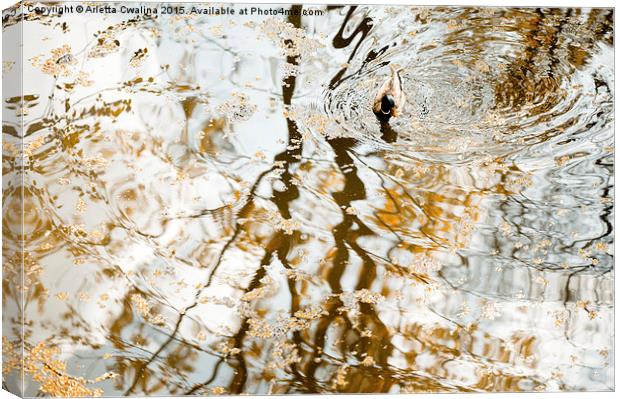 Duck float in water reflections Canvas Print by Arletta Cwalina