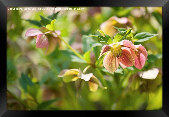 Hellebore pink blossoms closeup Framed Print by Arletta Cwalina