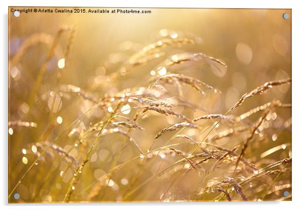 Fresh meadow after the rain Acrylic by Arletta Cwalina