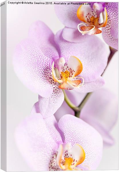 Pink speckled Orchid blooming macro Canvas Print by Arletta Cwalina
