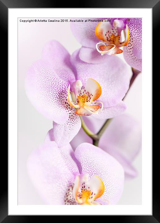 Pink speckled Orchid blooming macro Framed Mounted Print by Arletta Cwalina