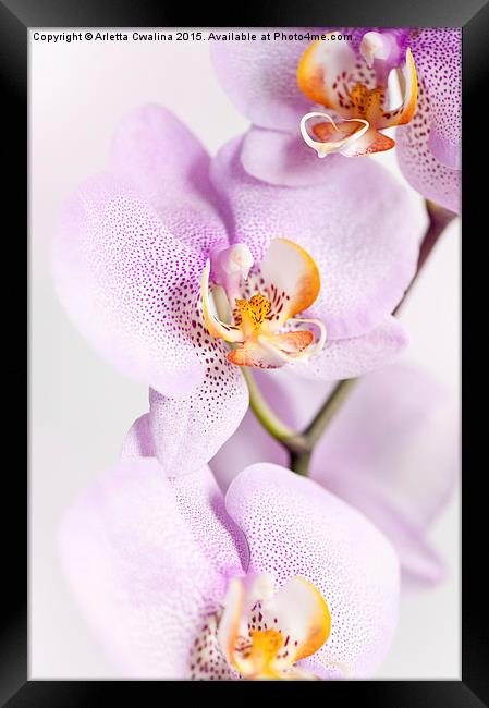 Pink speckled Orchid blooming macro Framed Print by Arletta Cwalina
