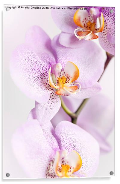 Pink speckled Orchid blooming macro Acrylic by Arletta Cwalina