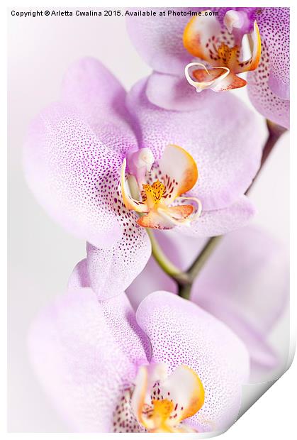Pink speckled Orchid blooming macro Print by Arletta Cwalina